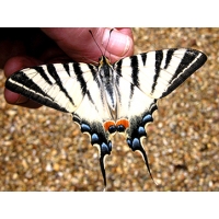 Scarce Swallowtail podalirius  FOUR male pupae SPECIAL PRICE!